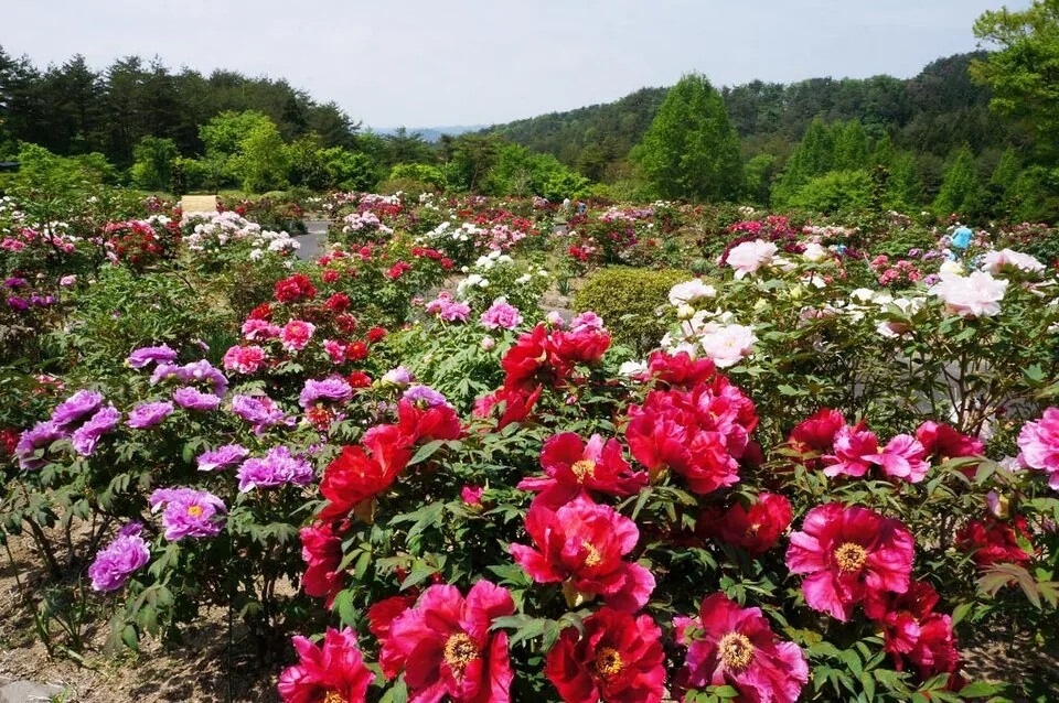 花と泉の公園